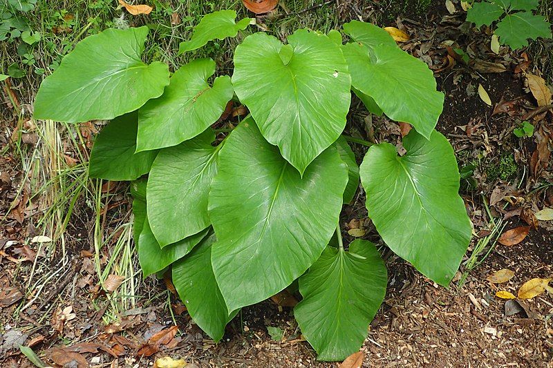 File:Cardiocrinum giganteum kz02.jpg