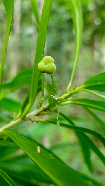 File:Claoxylon angustifolium 295210705.jpg