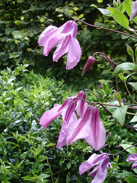 File:Clematis Aljonushka1IME.jpg