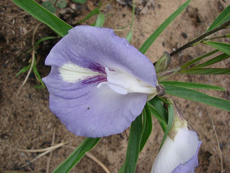 File:Clitoria guianensis.jpg