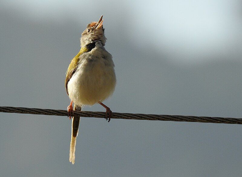 File:CommonTailorbird DSCN8947.jpg