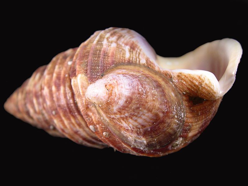 File:Crepidula grandis 001.JPG