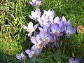 Crocus speciosus clump