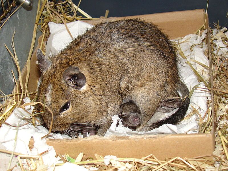 File:Degu father.JPG