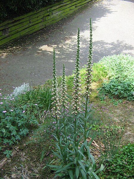 File:Digitalis ferruginea000.jpg