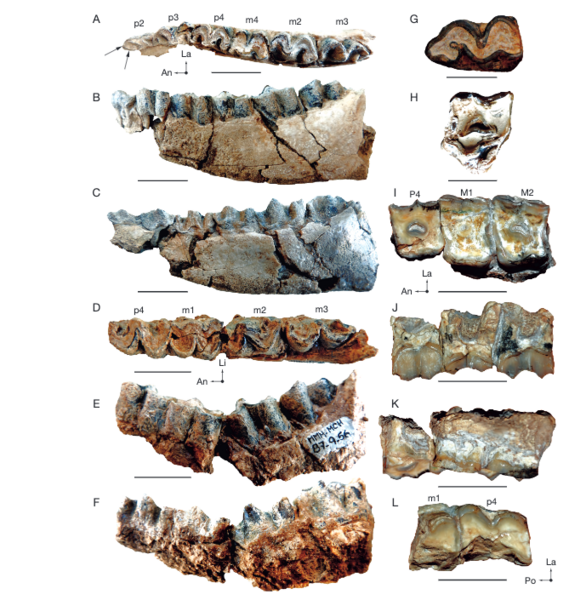 File:Diplasiotherium fossils.png