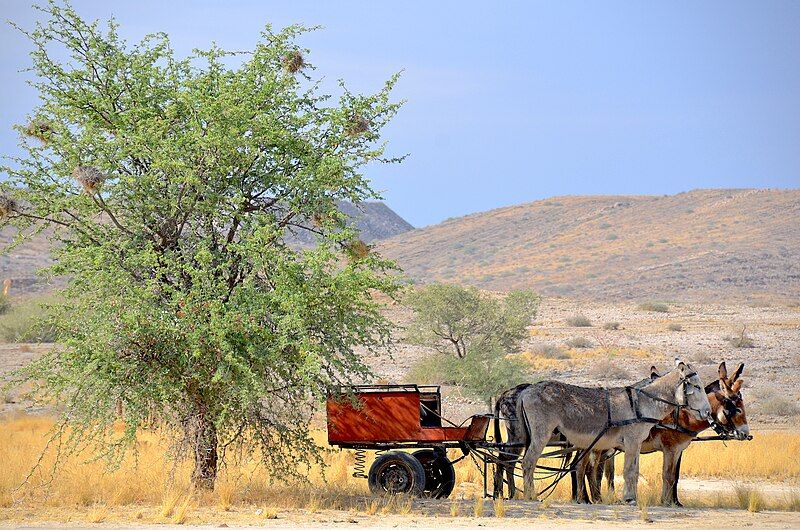 File:Donkey car, Namibia.jpg