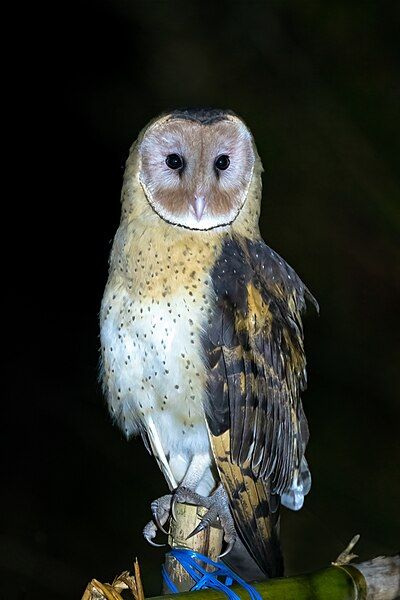 File:EASTERN-GRASS-OWL.jpg