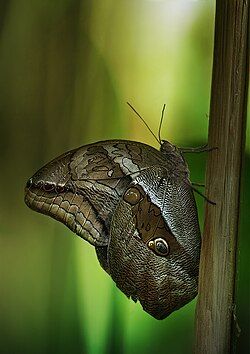 Caligo eurilochus