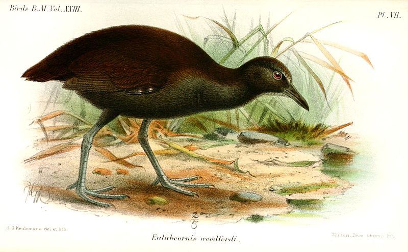 File:EulabeornisWoodfordiKeulemans.jpg