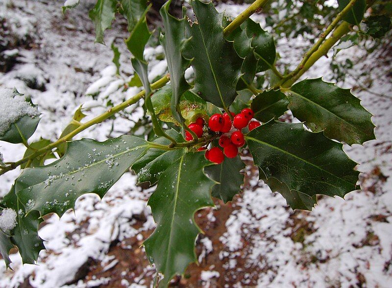 File:European Holly.jpg