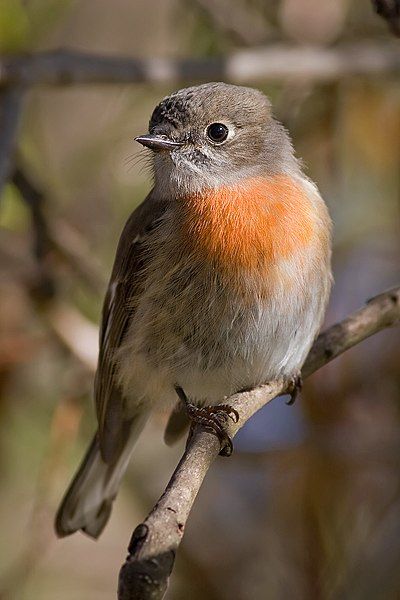 File:Female scarlet robin.jpg