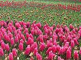 Hyacinths and tulips, 2005