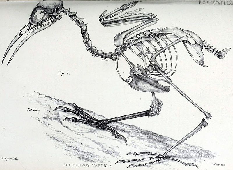 File:Fregilupus varius skeleton.jpg