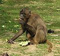 female Gelada Baboon