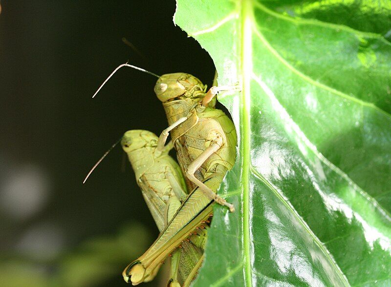 File:Giant Valanga Pair.jpg