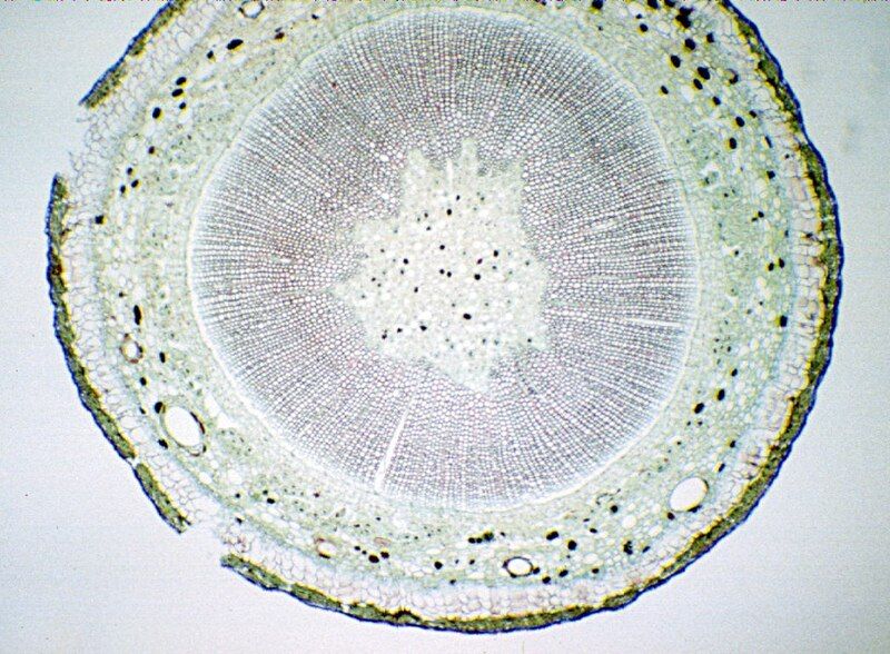 File:Ginkgo stem XS.jpg