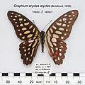 Spotted jay (Graphium arycles)