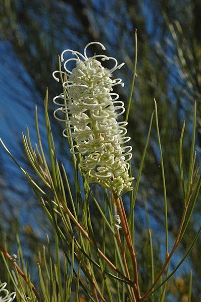 File:Grevillea pterosperma.jpg