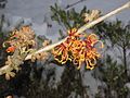 Hamamelis 'Jelena' close-up flowers