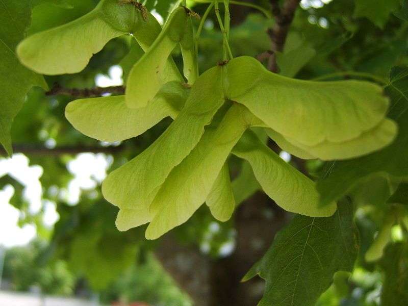 File:Helicopter leaves.jpg