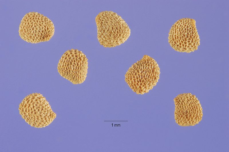 File:Hyoscyamus niger seeds.jpg