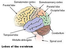 Image of the Brain