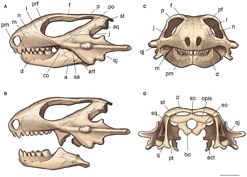 File:Kapes skull.jpg