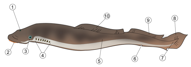 File:Lamprey.svg