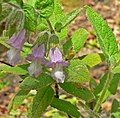 Lepechinia fragrans