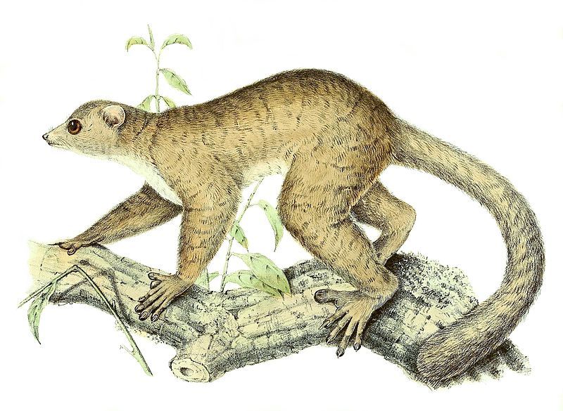 File:Lepilemur mustelinus 1868.jpg