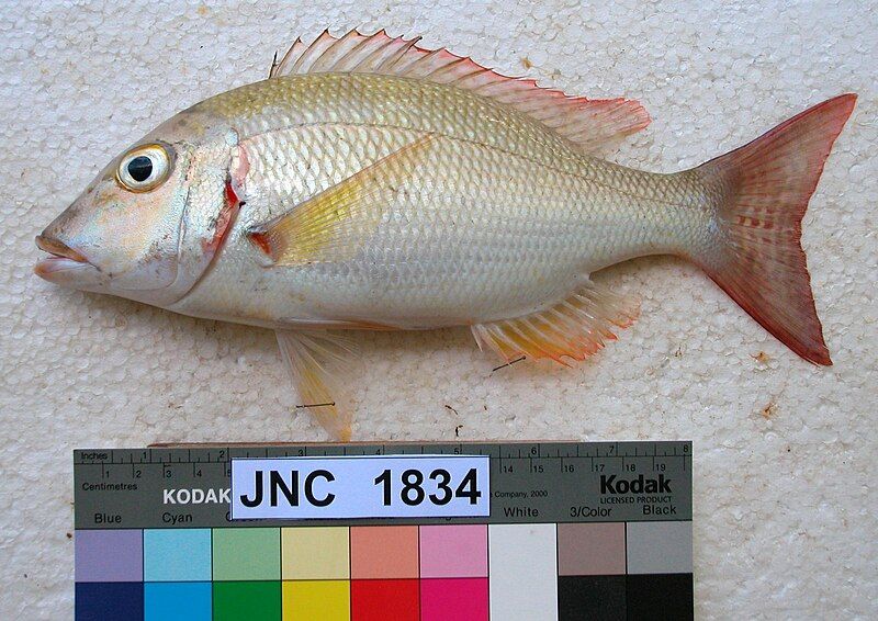 File:Lethrinus lentjan JNC1834.JPG