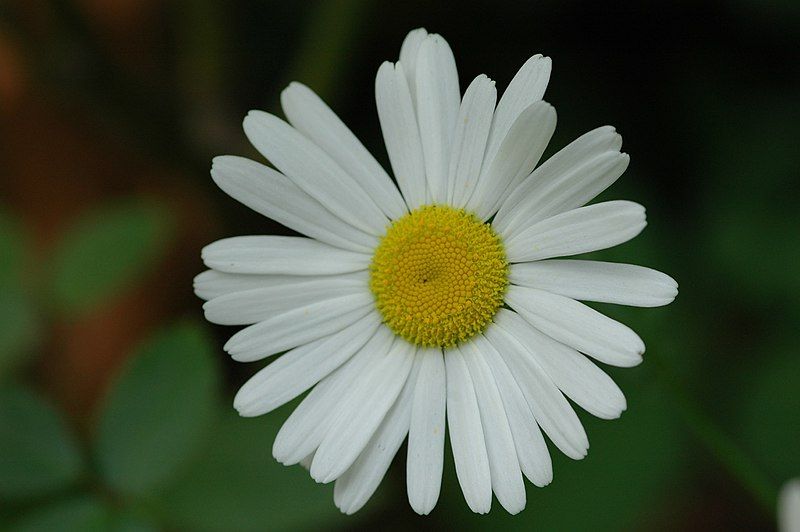 File:Leucanthemum ircutianum (7234675916).jpg