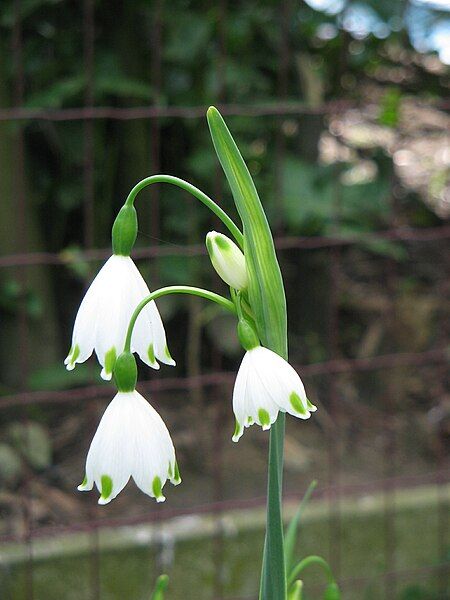 File:Leucojum aestivum flowers4.jpg