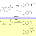 Levodopa activation and inactivation