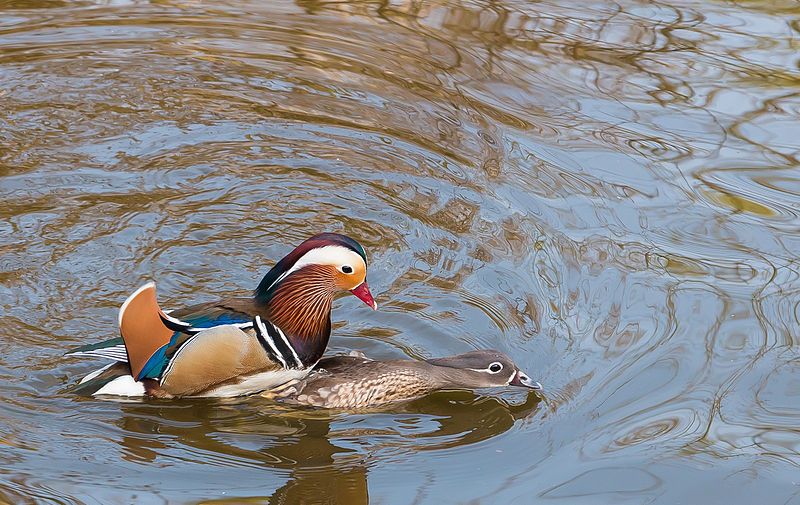 File:Mating Mandarin Ducks.jpg