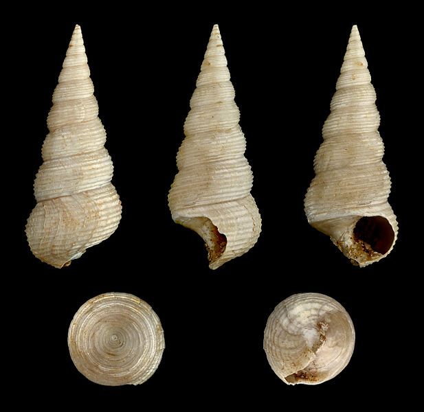 File:Mesalia multisulcata 01.JPG