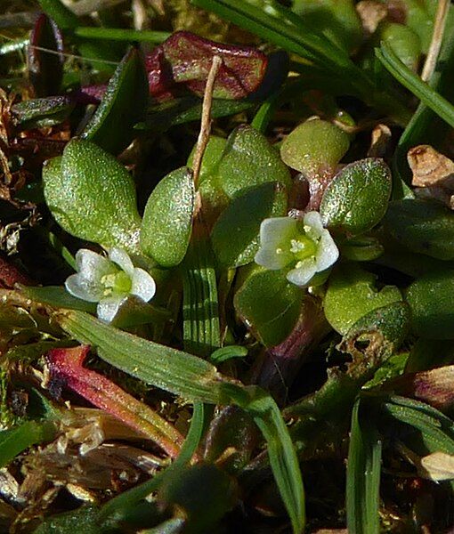 File:Montia fontana flowers.jpg