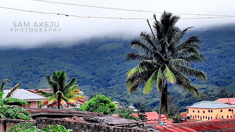 File:Mountain and palm-tree.jpg