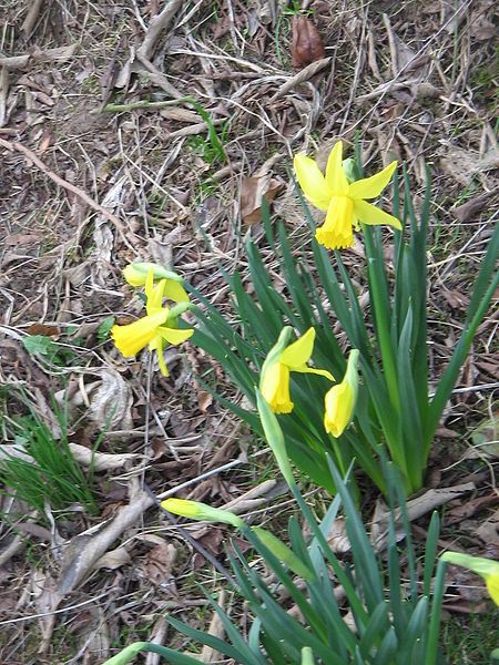 File:Narcissus February Gold.jpg