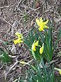 Narcissus 'February Gold'