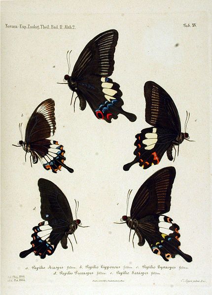 File:NovaraExpZoologischeTheilLepidopteraAtlasTaf15.jpg