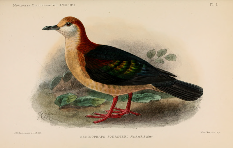 File:NovitatesZoologicae18 Pl01.png