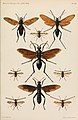 Mimicry of Pompilidae (Hymenoptera) by Pantophthalmus rothschildi Pantophthalmidae and Mydas praegrandis Mydidae