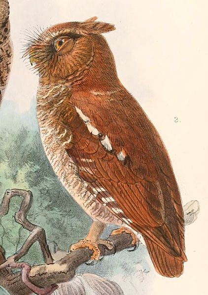 File:Otus alfredi.jpg