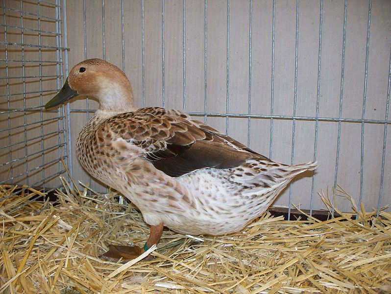 File:PEO045 0,1 Welsh-Harlekin-Enten.jpg