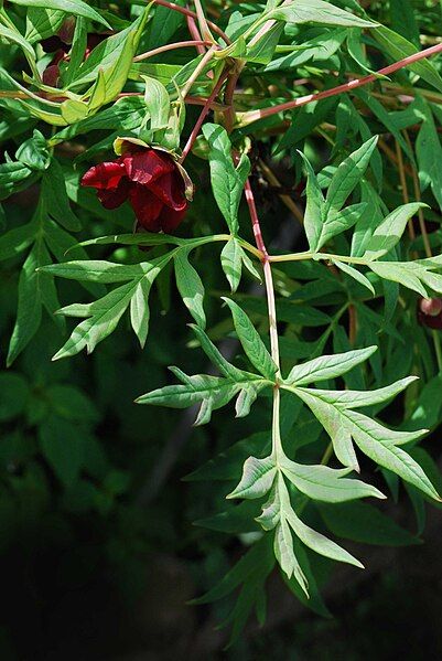 File:Paeonia delavayi feuille.jpg