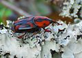 Palmetto weevil