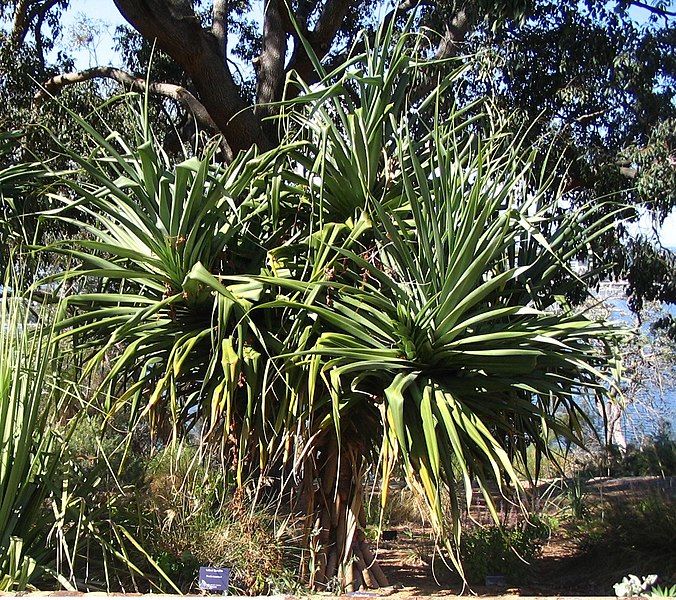 File:Pandanus aquaticus 1.jpg