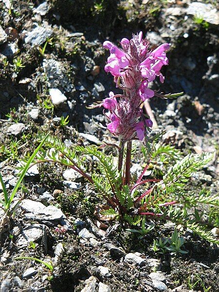 File:Pedicularis rosea allionii04.jpg